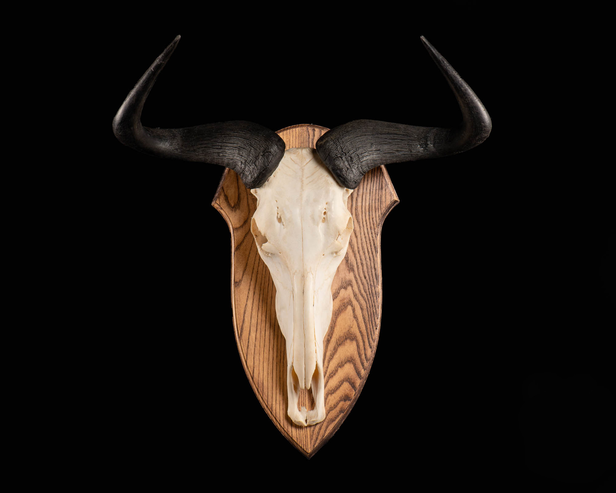 Blue Wildebeest - European Mount - Splitting Image Taxidermy
